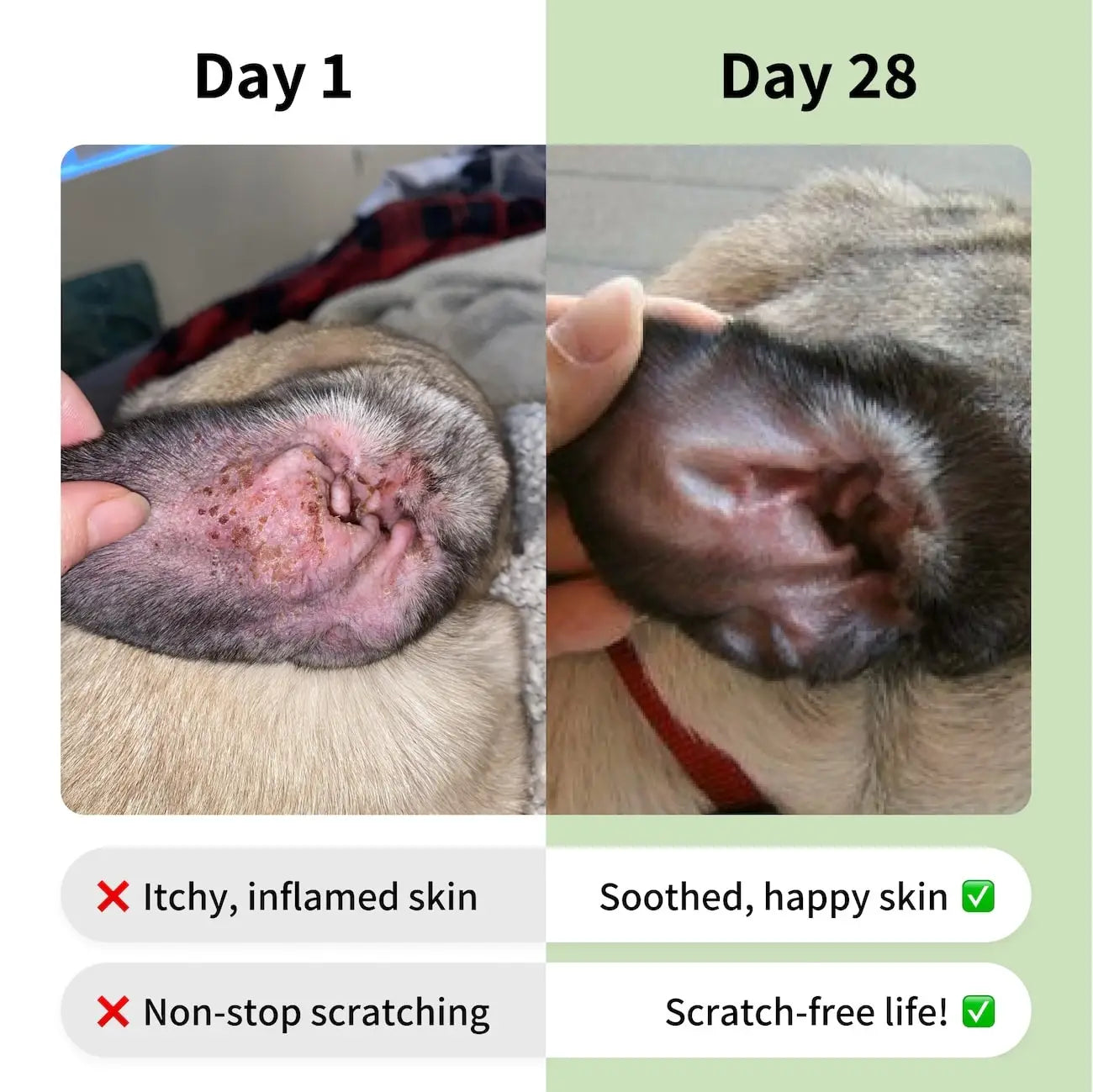 Allergy & Itch Supplement